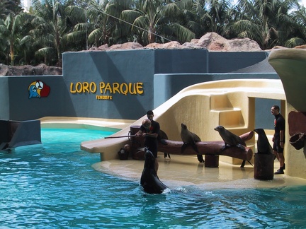 Seals Loro Parque2